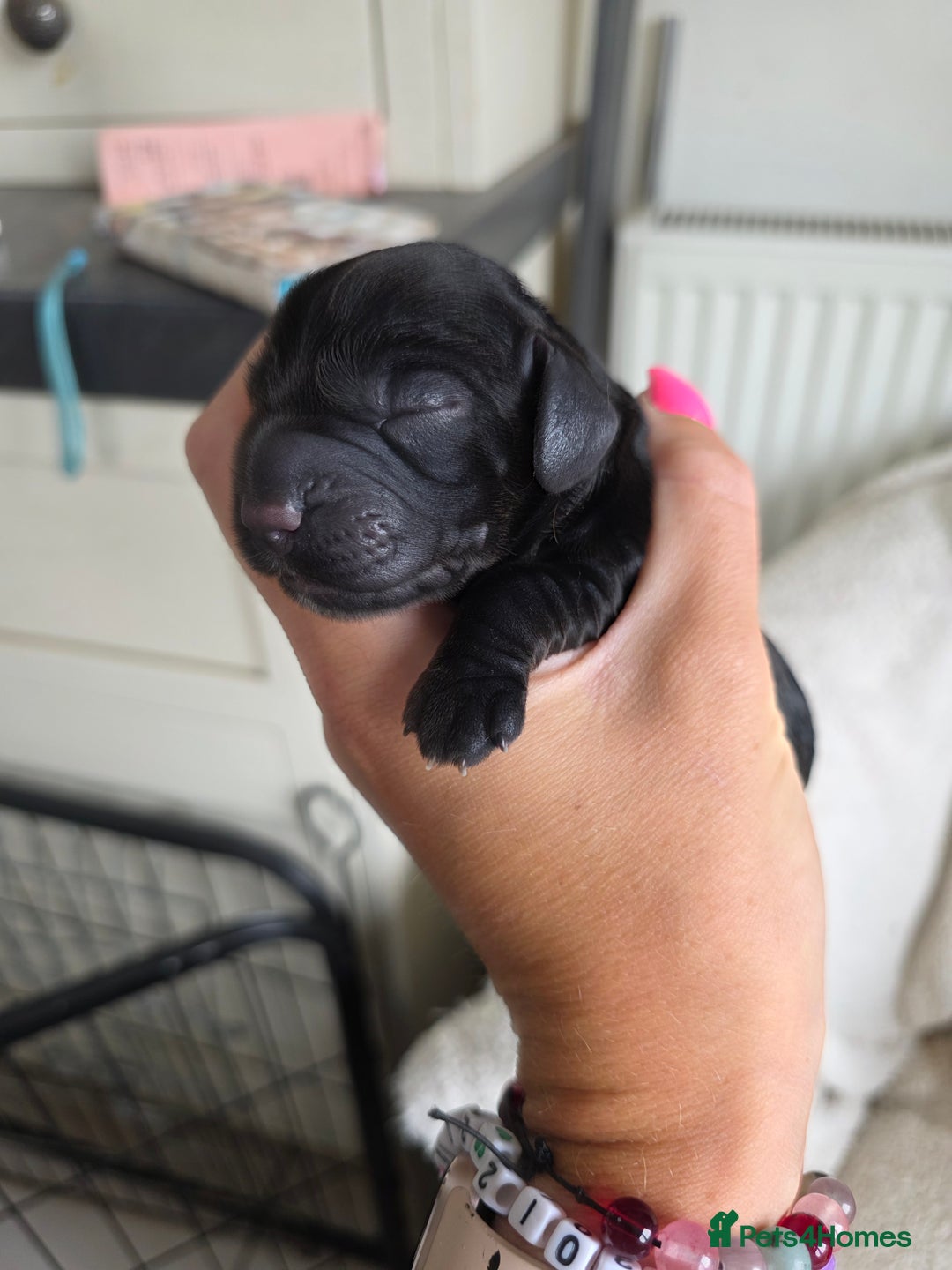 Cocker Spaniel dogs for sale: Working cocker Spaniel puppies KC registered  - Image 27