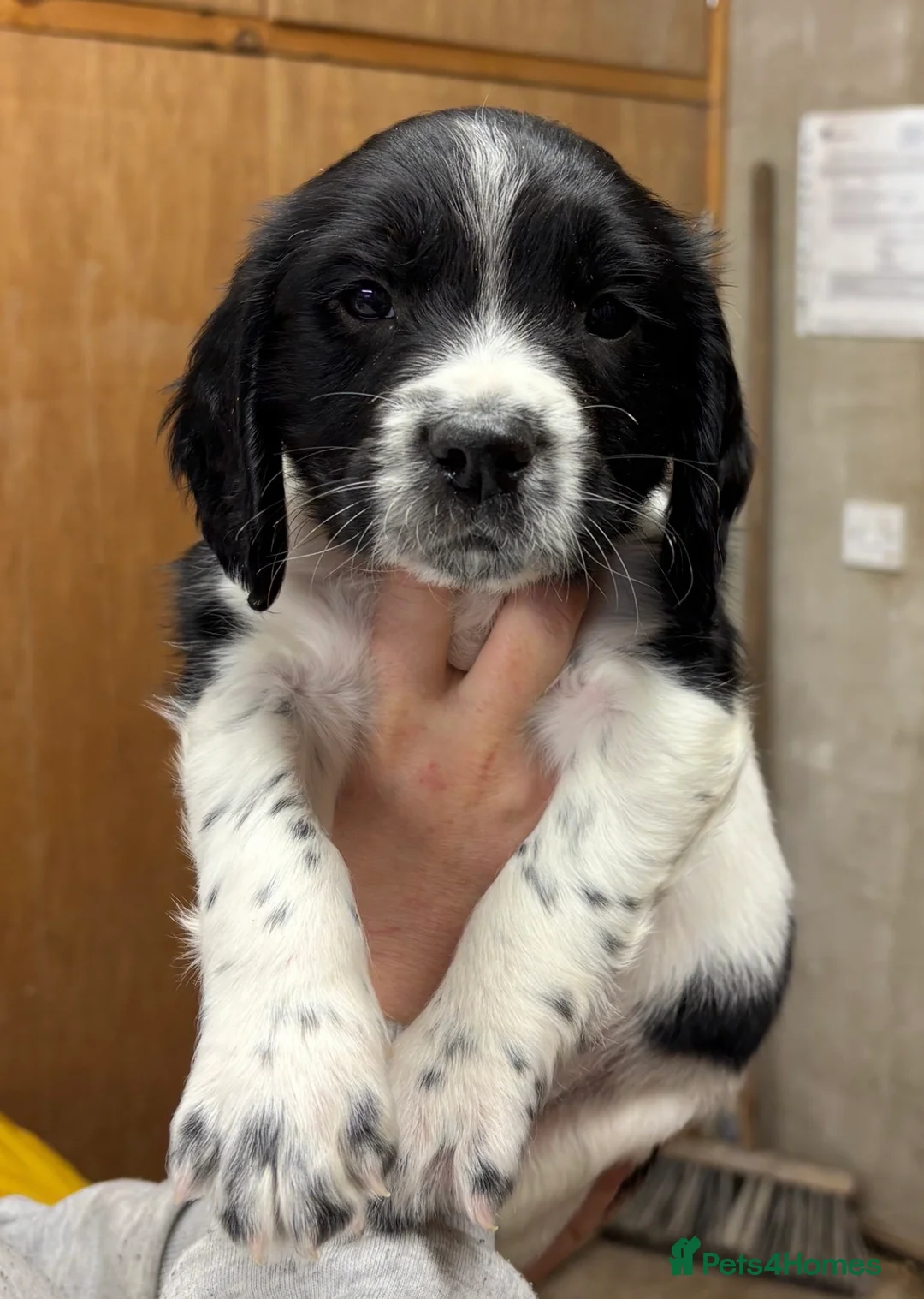 English Springer Spaniel dogs for sale: English Springer Spaniel  in Brechin - Advert 2