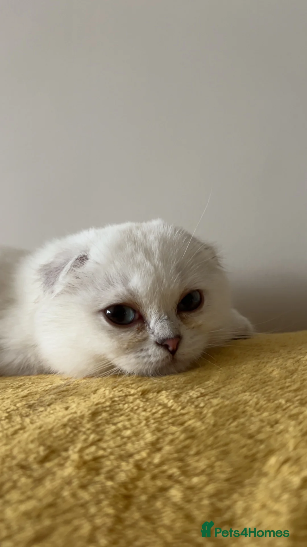 Scottish Fold cats for sale: White Scottish Fold Blue eyes - Advert 2