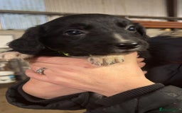 Sprollie dogs for sale: Spoillies  - Advert 3