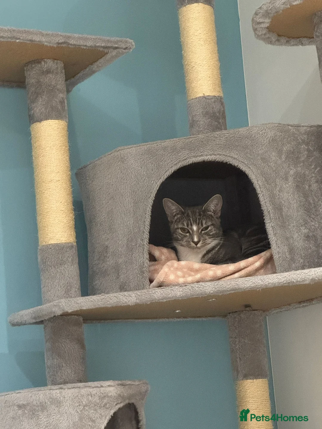 Domestic Shorthair cats for sale: Sweet Romi looking for loving home  - Advert 4