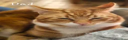 Mixed Breed cats for sale: Fantastic Four - Advert 3