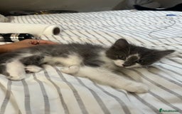 Ragdoll cats for sale: Two Male grey and white Rag-dolls  - Image 2