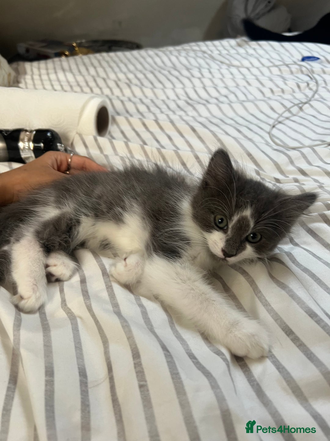 Ragdoll cats for sale: Two Male grey and white Rag-dolls  - Image 2