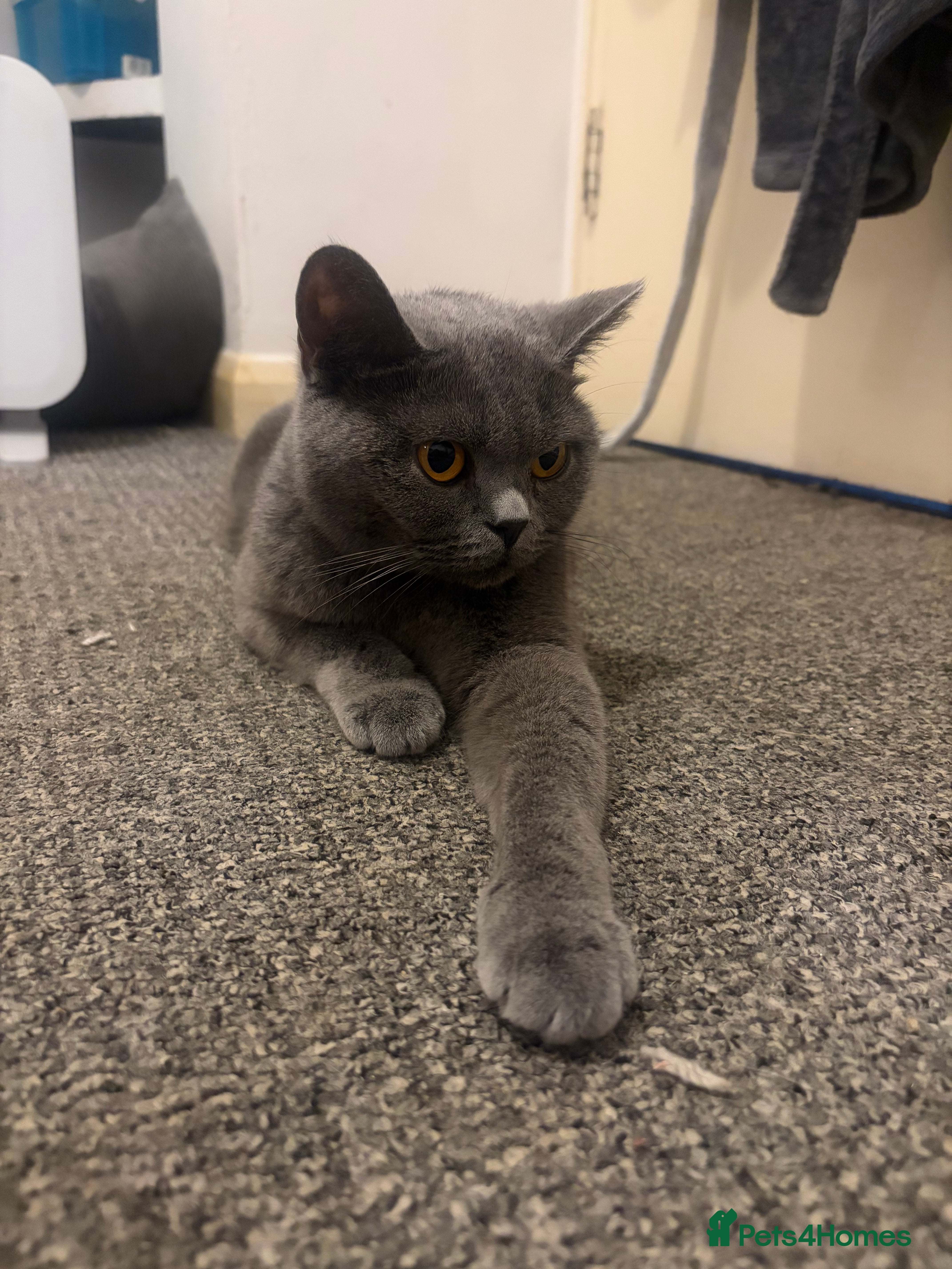 British Shorthair cats British shorthair kittens  - Advert 1