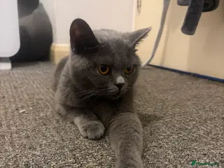 British Shorthair cats British shorthair kittens - Advert 1