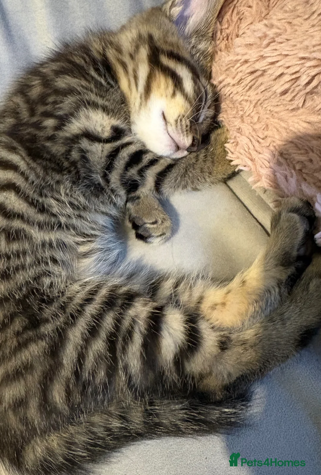 Mixed Breed cats for sale: 4 beautiful kittens  in Warrington - Advert 5