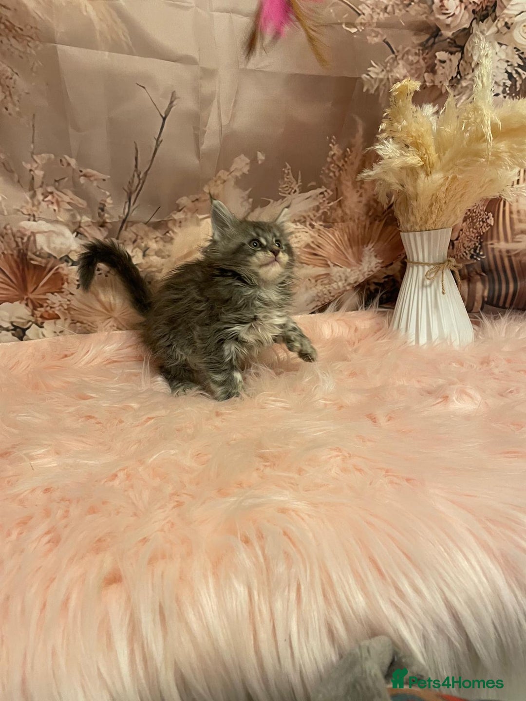 Maine Coon cats for sale: Maine Coon polydactyl (left two girls) - Advert 19