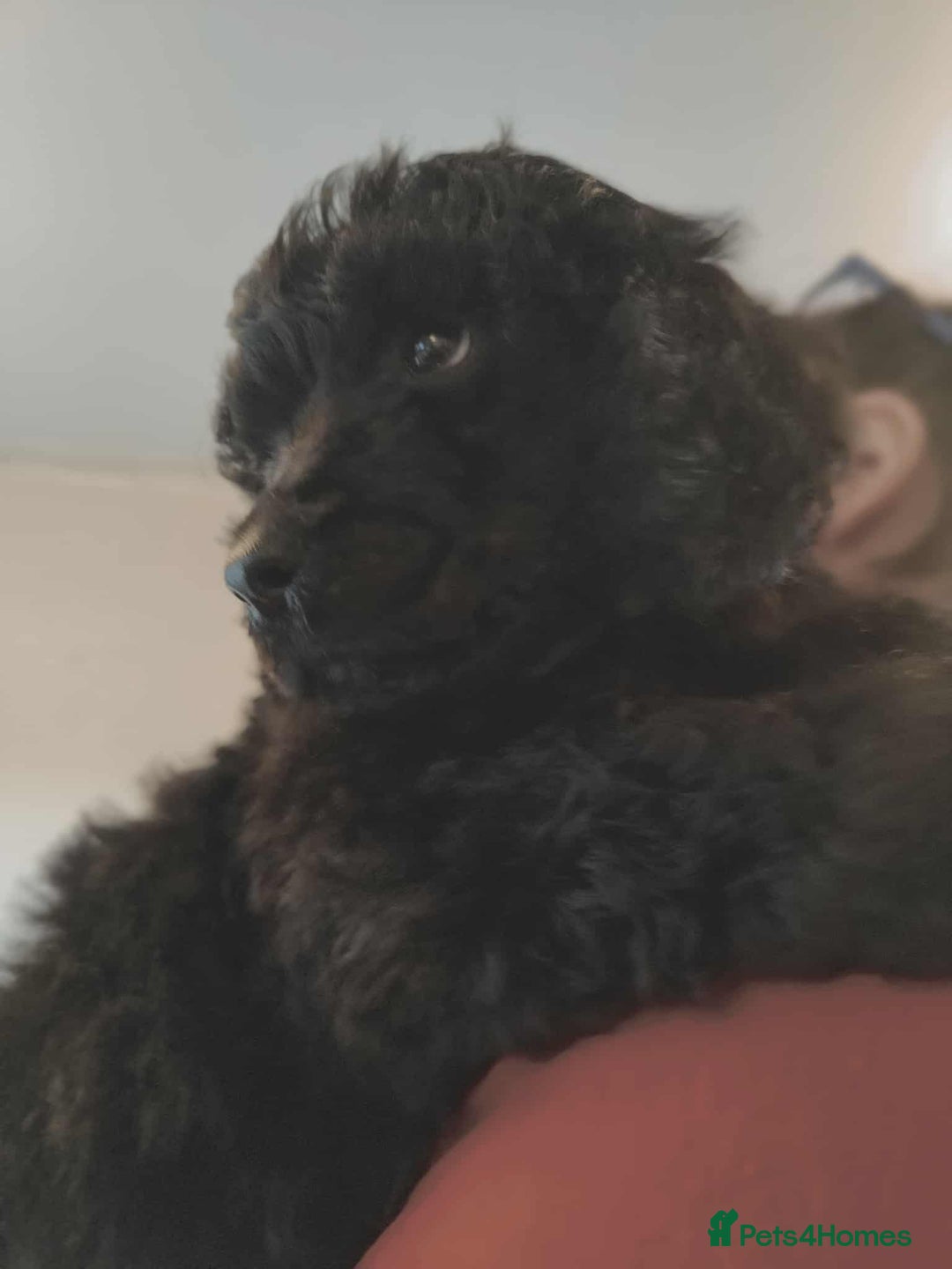 Shihpoo dogs for sale: Standard poodle x shihpoo - Image 26