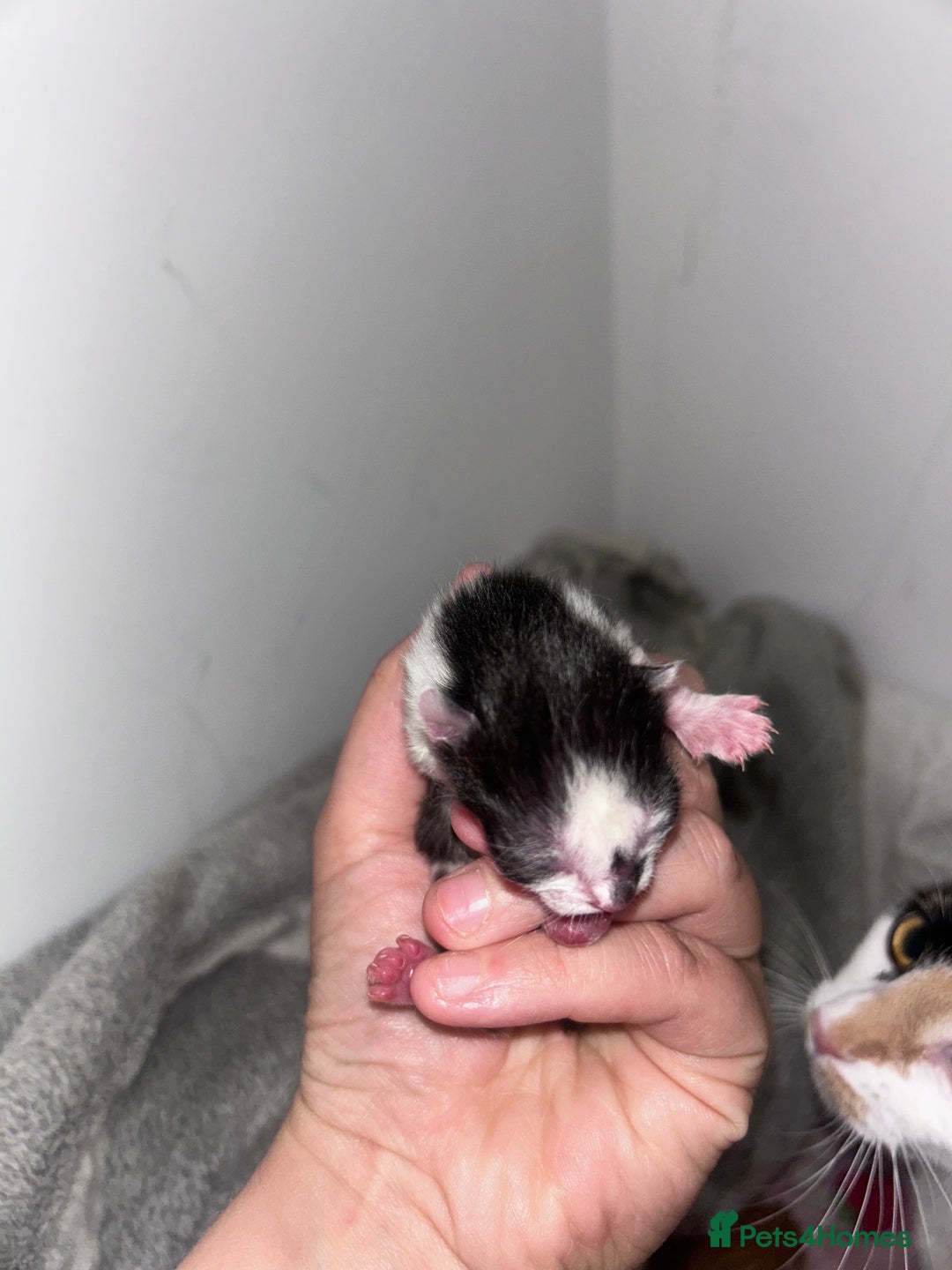 Mixed Breed cats for sale: 1 FEMALE LEFT left  - Image 7