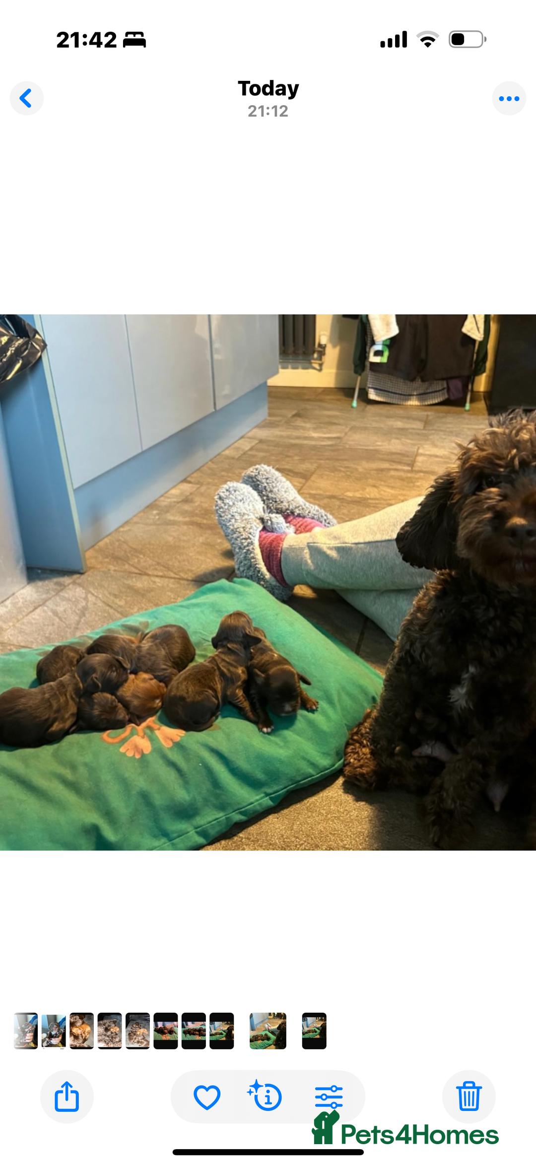 Cockapoo dogs for sale: Cockapoo/ cocker spaniel puppies - Advert 15