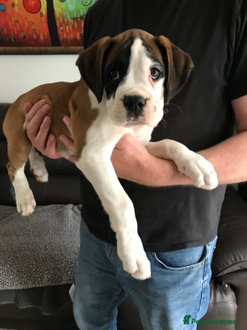 Boxer dogs - Advert 1