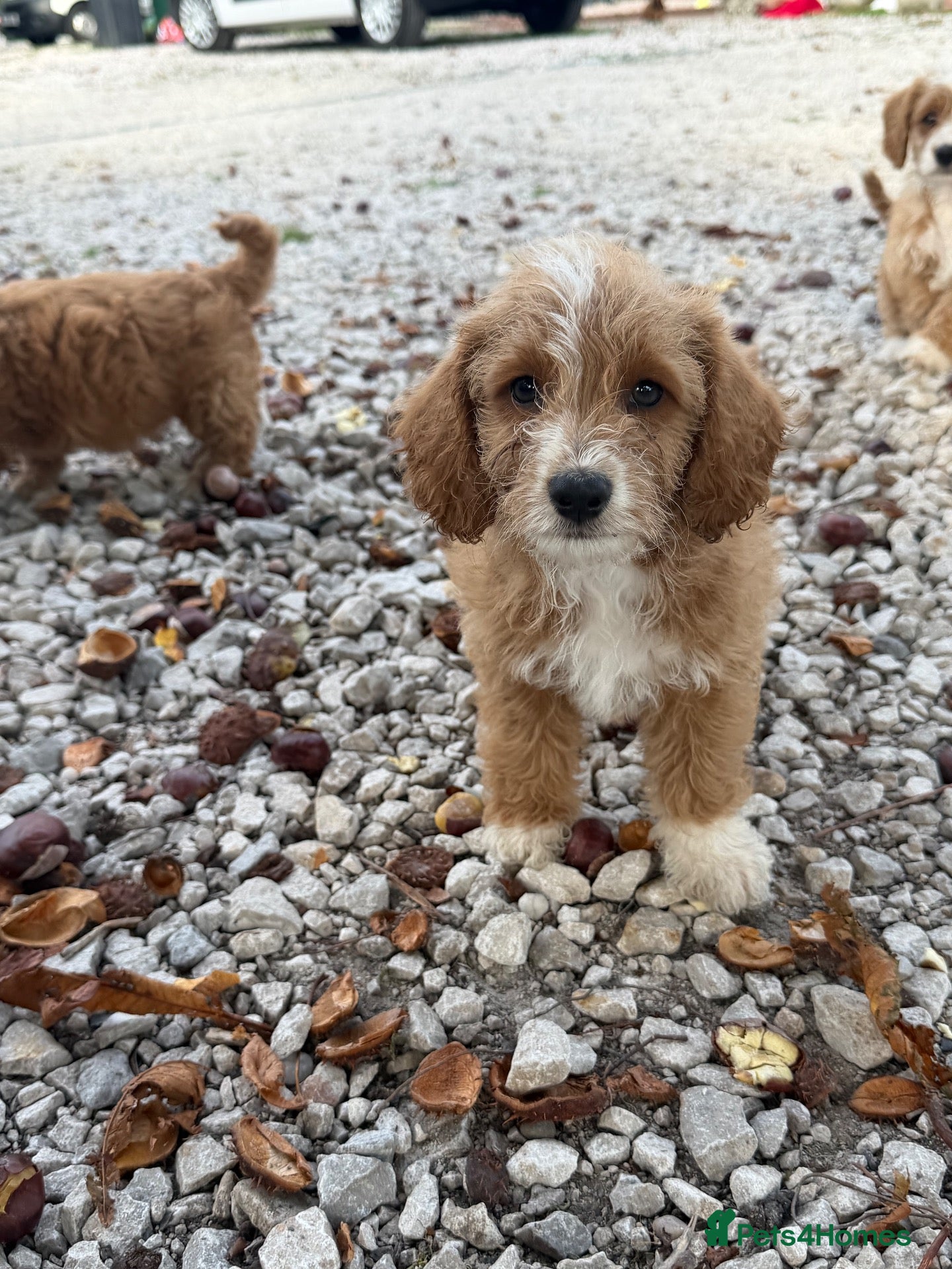Cockapoo dogs Cocker poo - Advert 1
