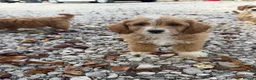 Cockapoo dogs for sale: Cocker poo - Advert 1