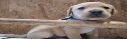 Labrador Retriever dogs for sale: Stunning labrador puppies - Advert 6