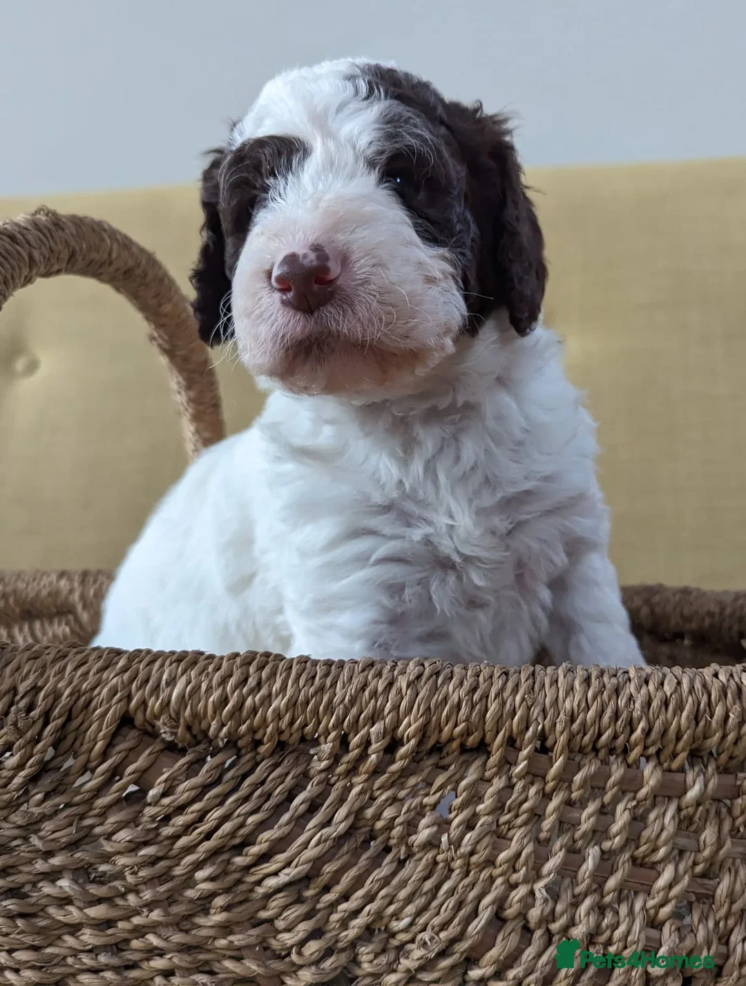 Labradoodle dogs for stud: UNIQUE TOP CLASS STUD DOGS - Advert 2