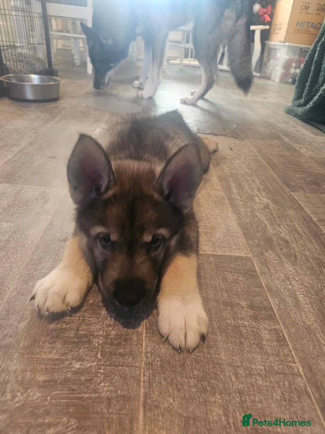 Mixed Breed dogs for sale: Husky × German Shepherd / Malamute Puppies - Advert 2