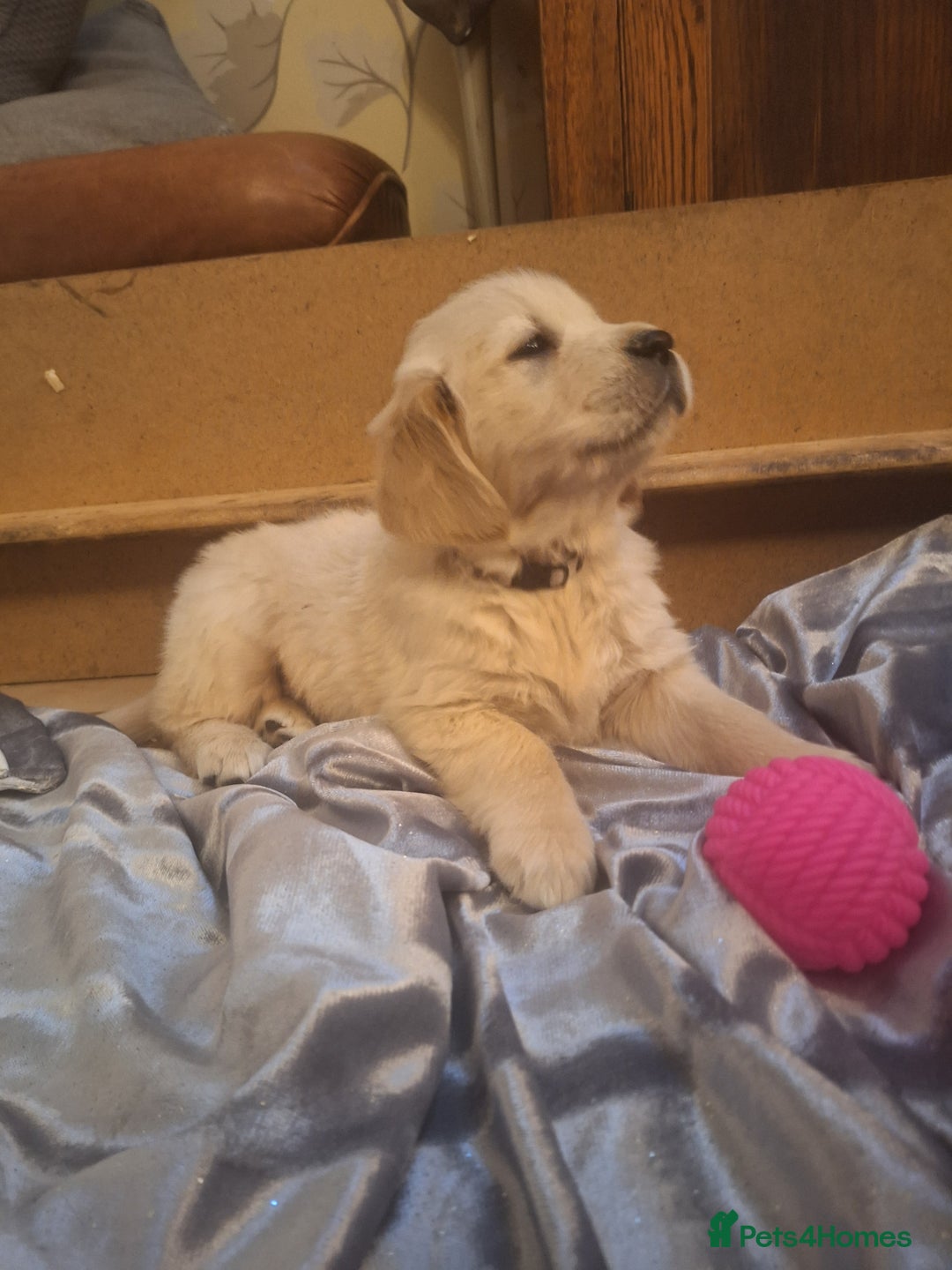 Golden Retriever dogs for sale: ⭐️⭐️Gorgeous White Golden Retriever Pups⭐️⭐️ - Advert 17