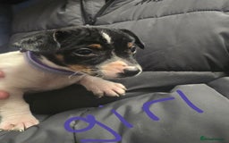 Jack Russell dogs for sale: Jack russel puppies - Advert 4