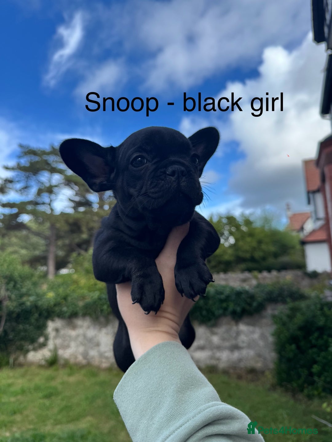 French Bulldog dogs for sale: French Bulldog puppies  - Image 6