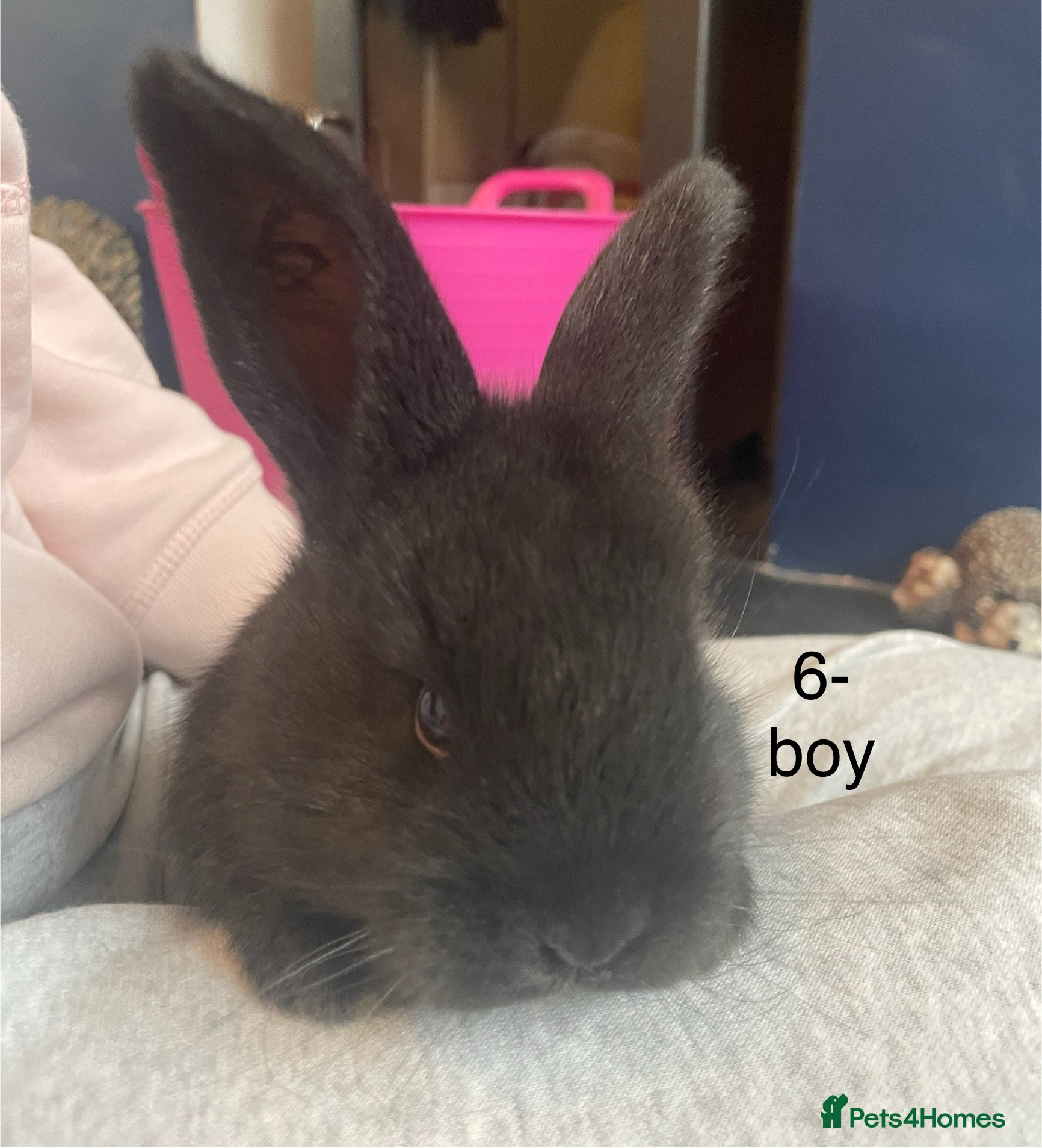Continental Giant rabbits 💙3 week old pure bred continental giant 💙 - Advert 1