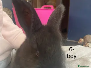 Continental Giant rabbits 💙3 week old pure bred continental giant 💙 - Advert 1