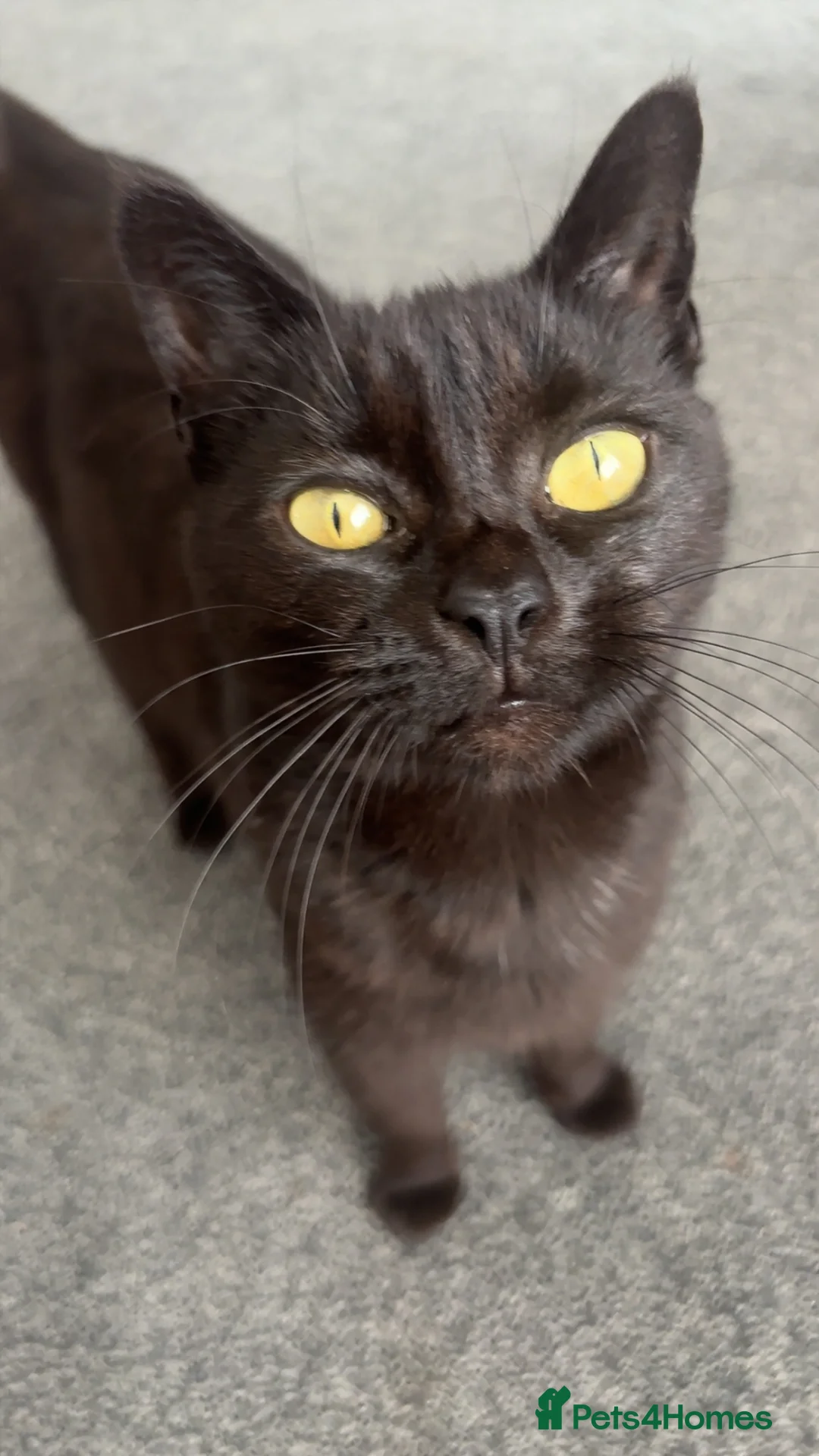 Mixed Breed cats for sale: White cute black patterned kitten  - Advert 1