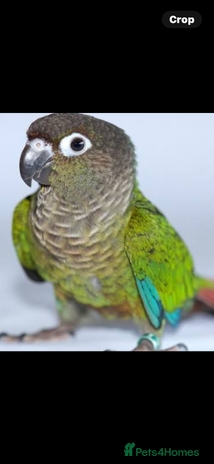 Parrots birds - Advert 6