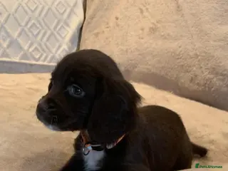 Cocker Spaniel dogs Cocker spaniel puppies - Advert 16