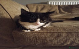 Mixed Breed cats for sale: Black and white kitten - Image 3