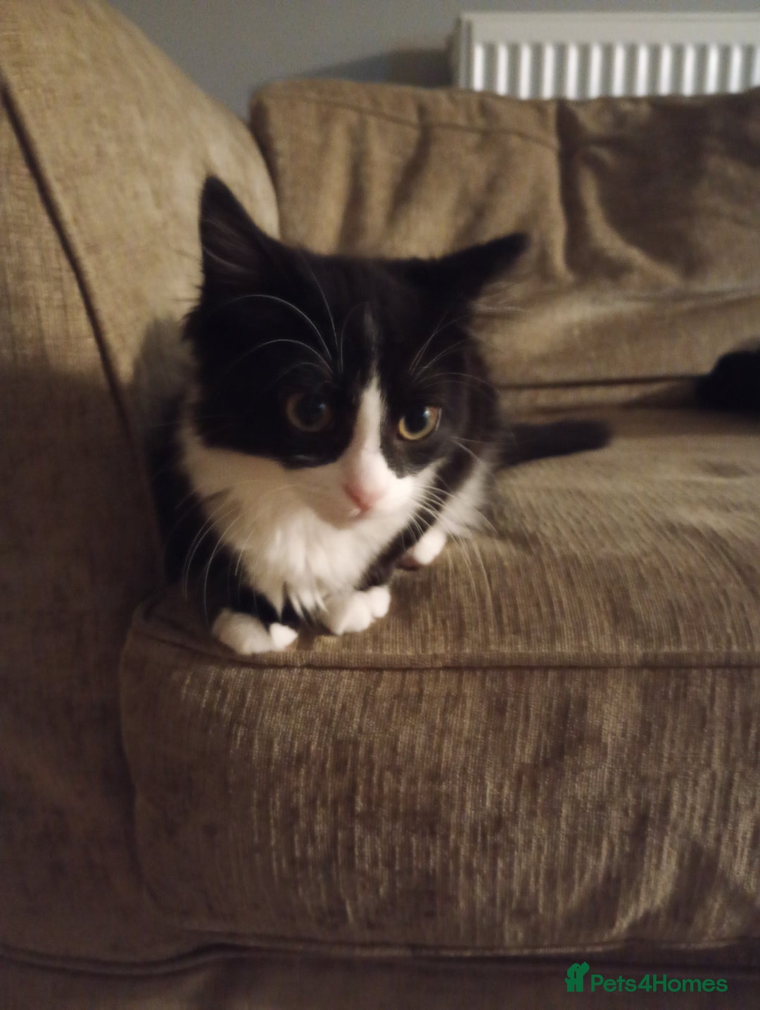 Mixed Breed cats for sale: Black and white kitten - Image 3
