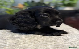 Cocker Spaniel dogs for sale: Four beautiful *working* cocker spaniel puppies - Advert 23