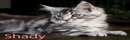 Maine Coon cats for sale: Polydactyl Maine Coon kittens are available  - Advert 5