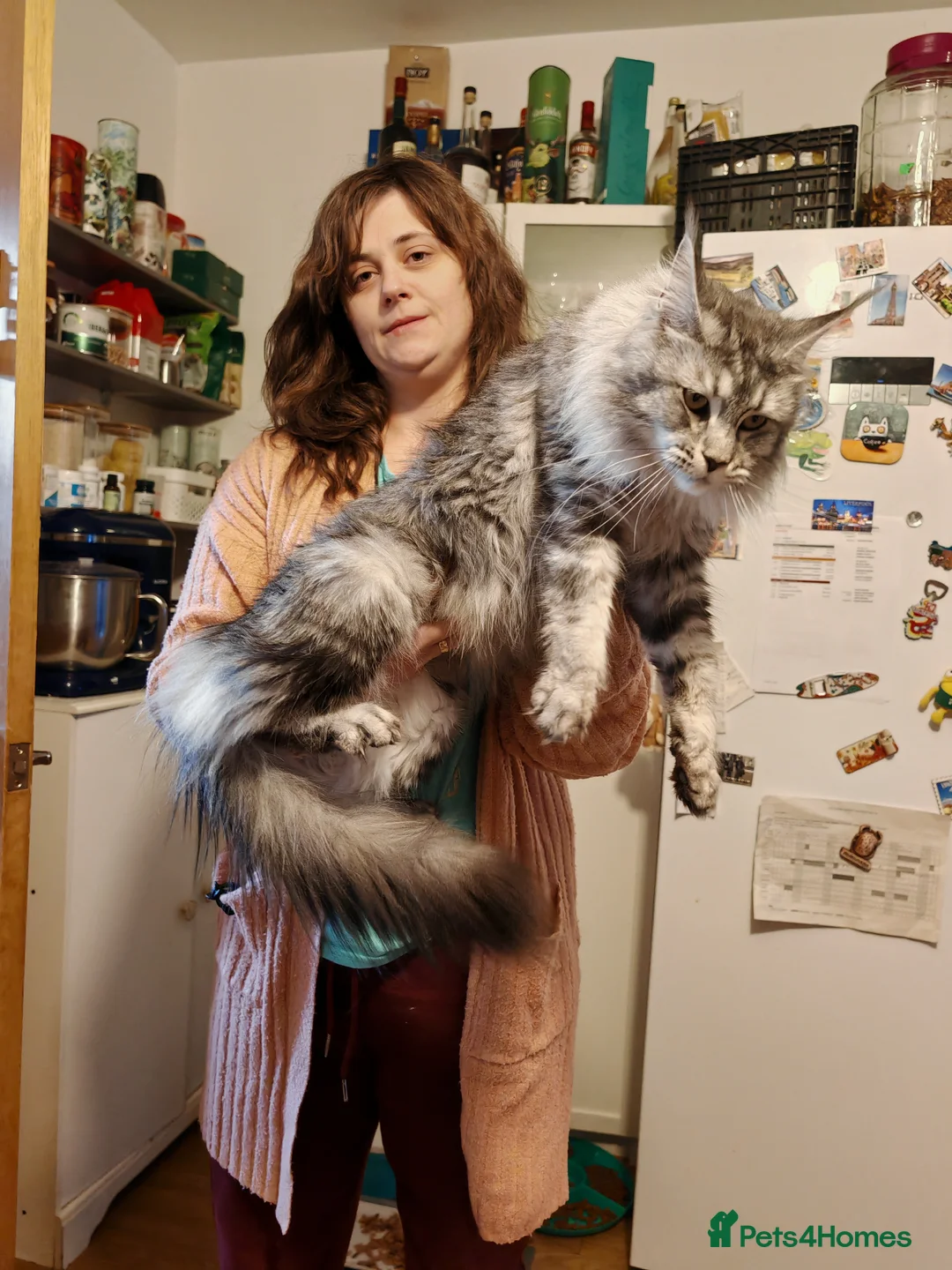Maine Coon cats for sale: Retired Qeen Maine Coon  - Advert 3