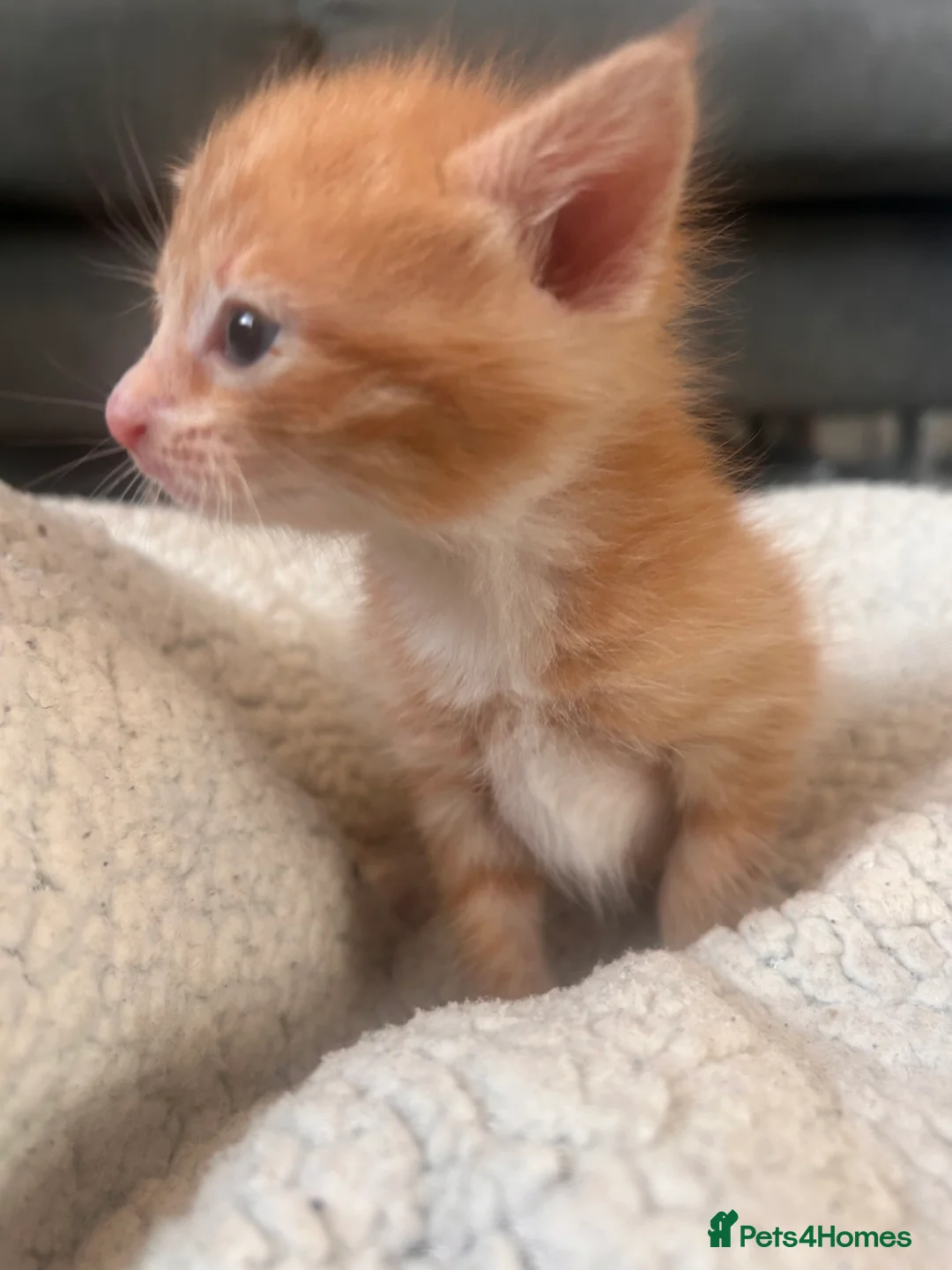 Mixed Breed cats for sale: 2 kittens for sale  - Advert 5