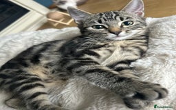 Ragcoon cats for sale: Stunning ragdoll x Maine coon - Image 1