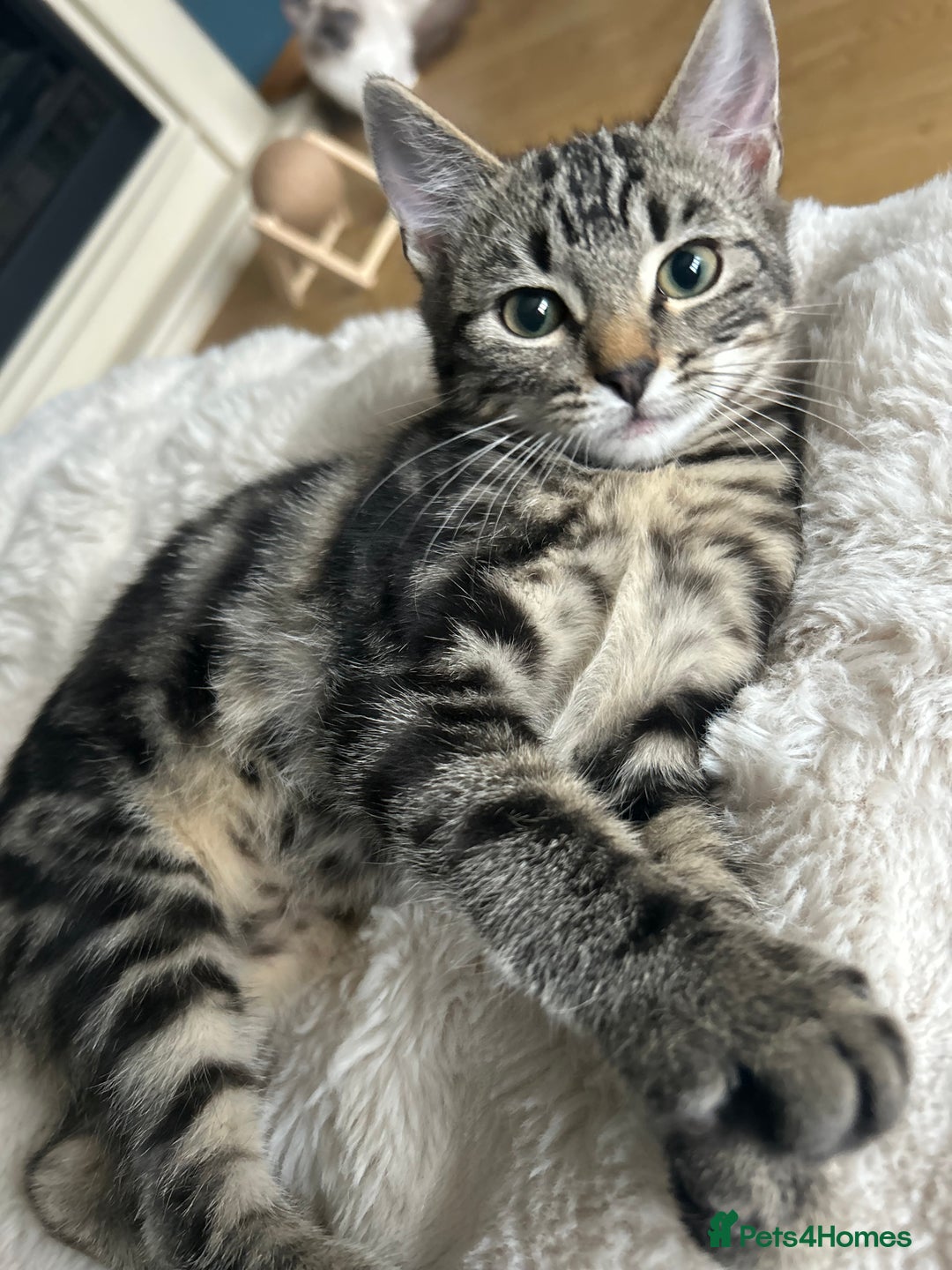 Ragcoon cats for sale: Stunning ragdoll x Maine coon - Image 1