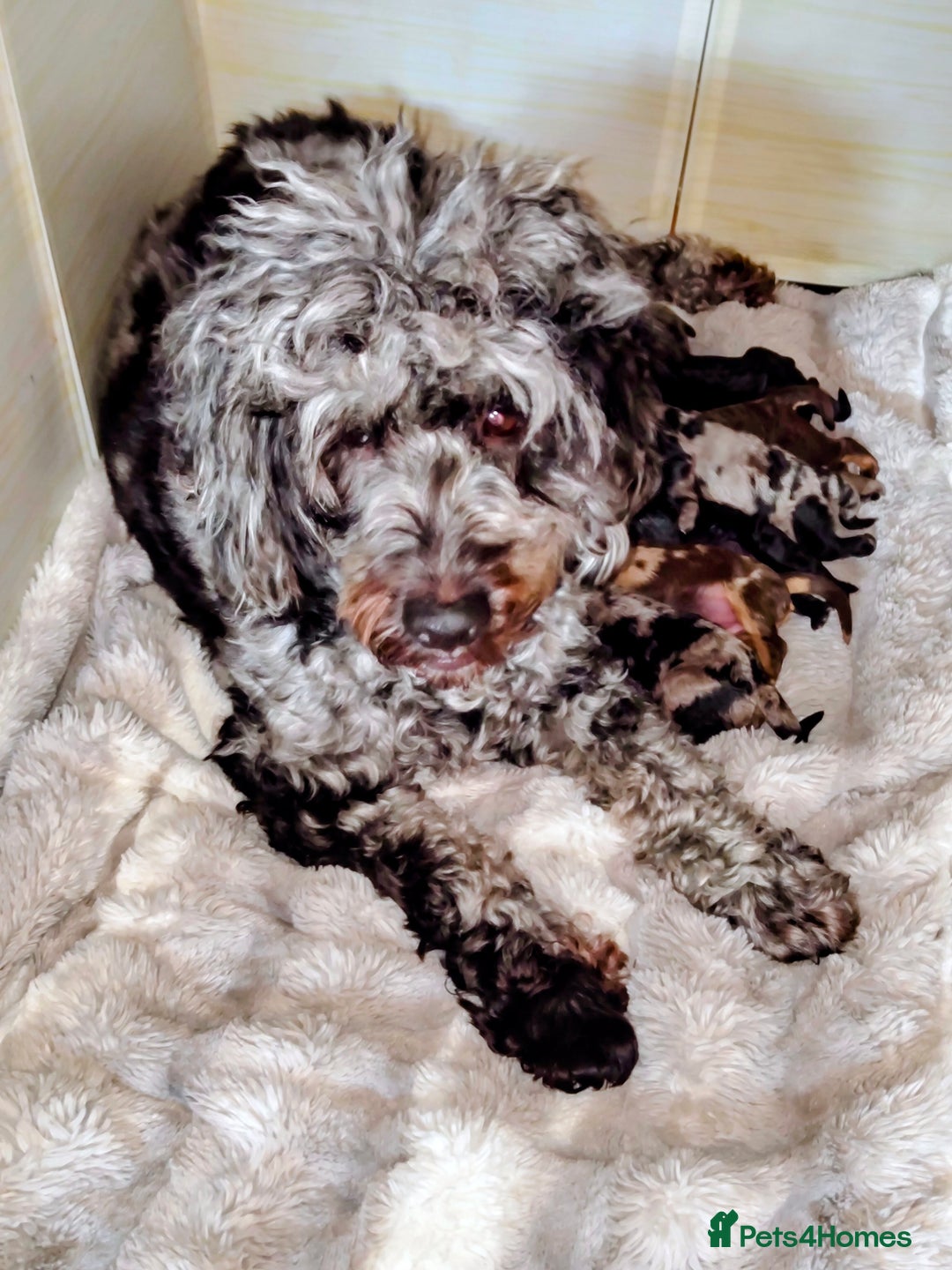 Cockapoo dogs for sale: Beautiful F1b toy cockapoos - Advert 2