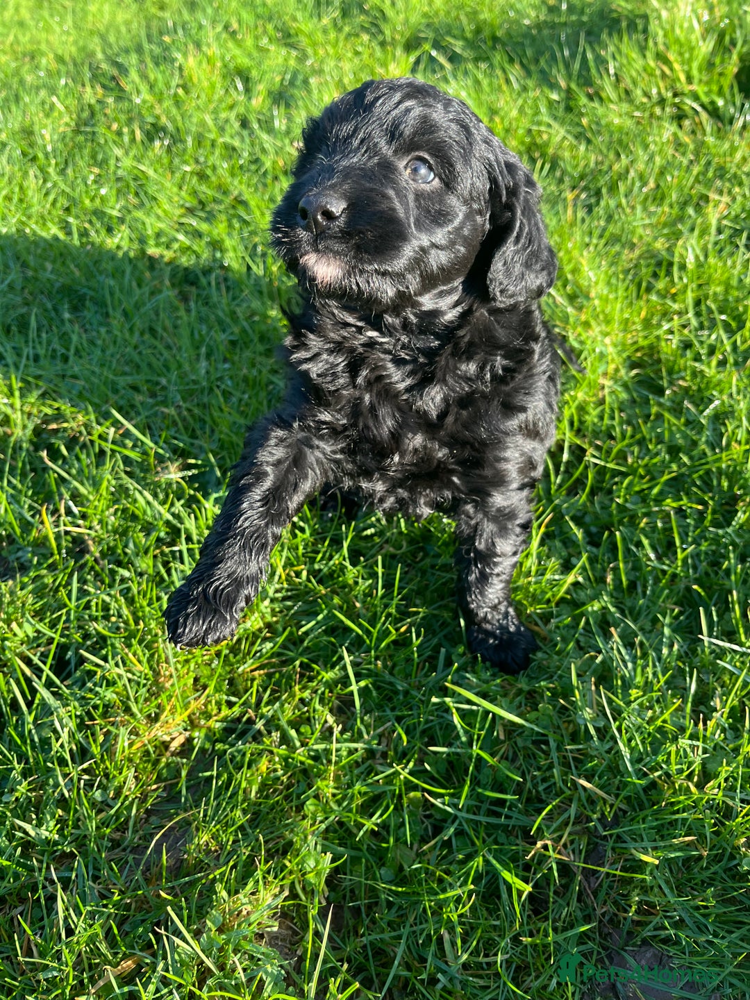 Bordoodle dogs for sale: Superb Litter of Farm-Raised Bordoodles - Advert 2