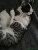 Mixed Breed cats - Advert 15