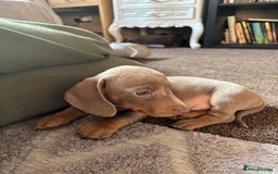 Miniature Dachshund dogs for sale: ❤️❤️⭐️Miniature dachshund⭐️❤️❤️ - Image 19