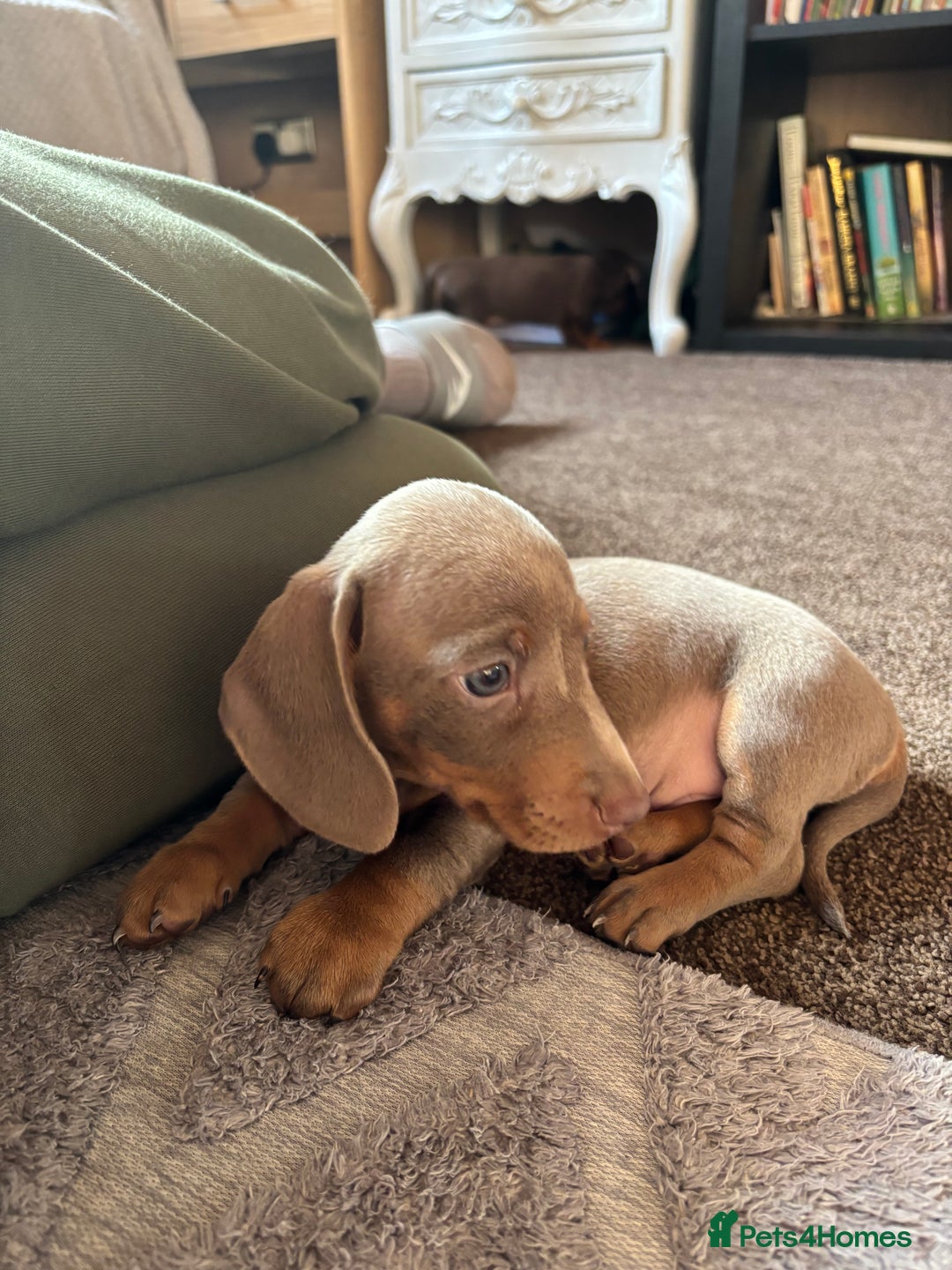 Miniature Dachshund dogs for sale: ❤️❤️⭐️Miniature dachshund⭐️❤️❤️ - Image 19