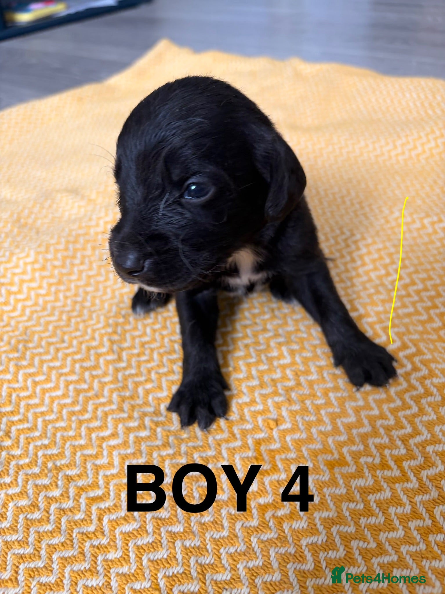 Springador dogs 1st generation Springador puppies - Advert 1