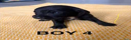 Springador dogs for sale: 1st generation Springador puppies - Advert 1
