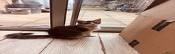 Mixed Breed cats for sale: Kittens for new homes - Advert 2