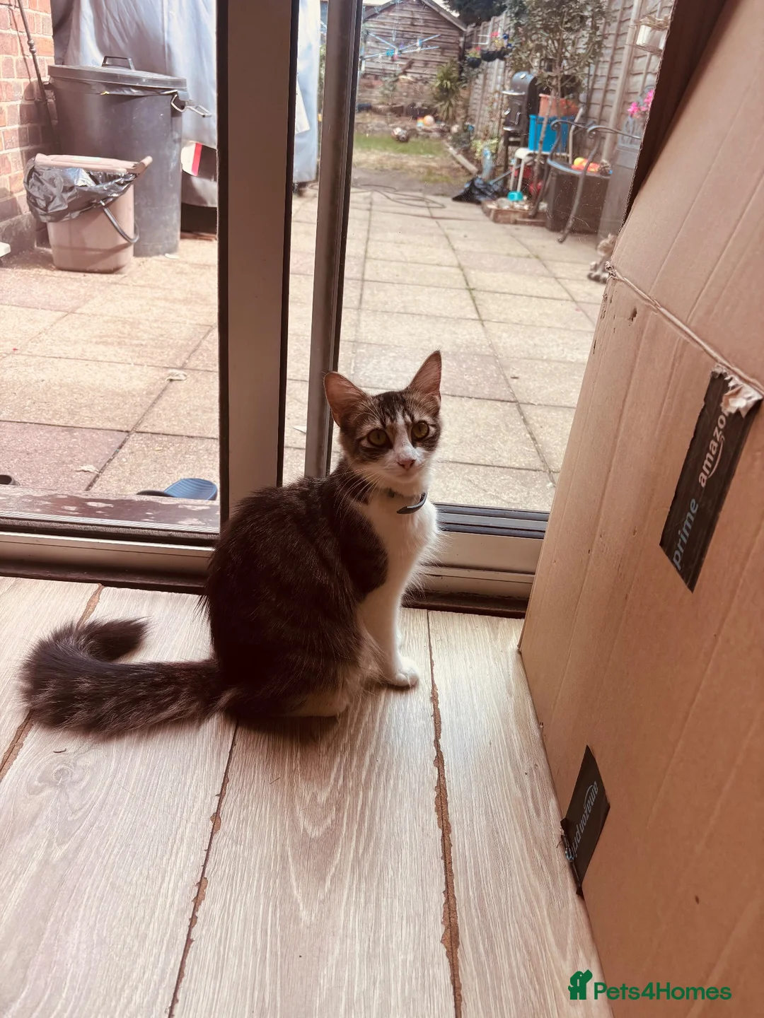 Mixed Breed cats for sale: Kittens for new homes - Advert 2