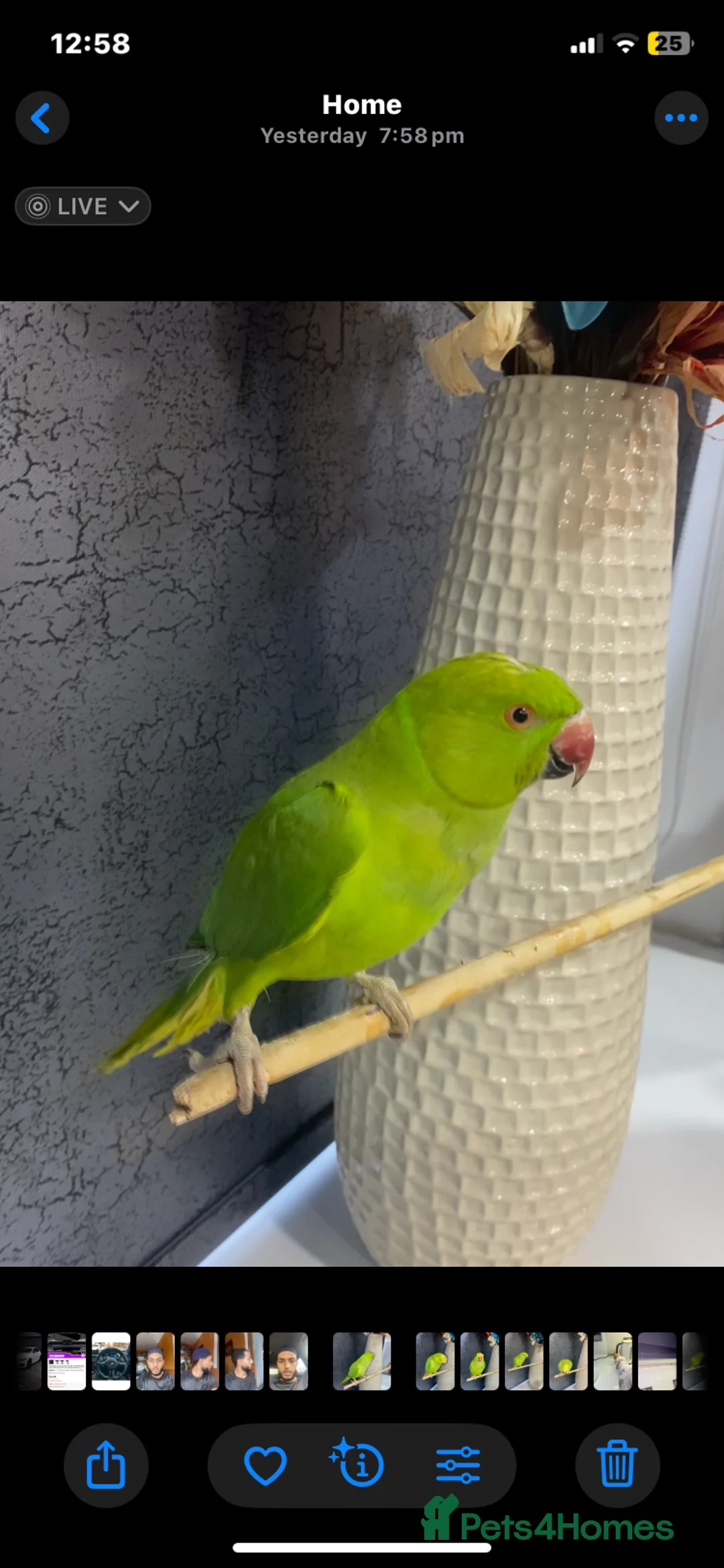 Ringnecks birds for sale: Green Indian ring neck tamed  - Advert 1