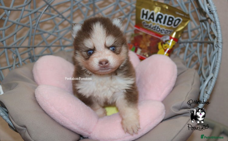 Pomsky dogs - Advert 1
