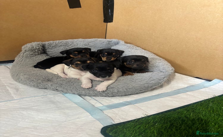 Jack Russell dogs - Advert 1