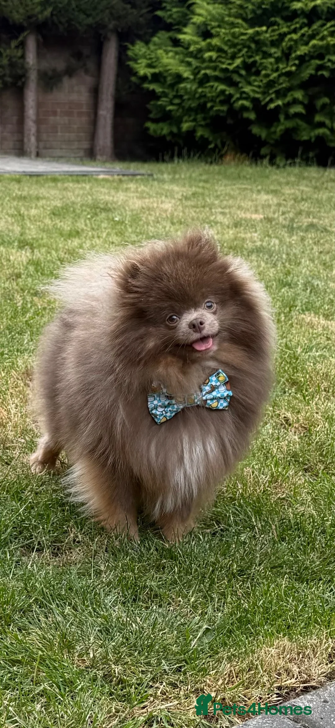 Pomeranian dogs for sale: 2 year old male Pom lilac and tan - Advert 8